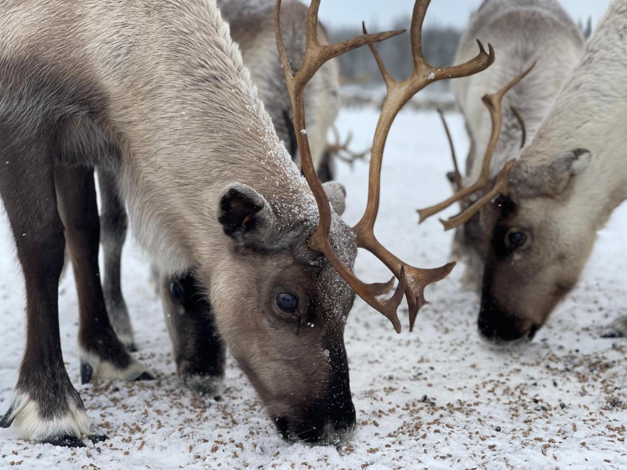Ailu - Arctic Hotel Apartments Lannavaara エクステリア 写真